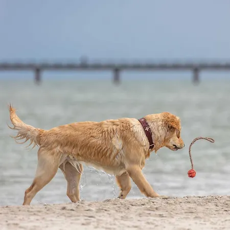 Seepferdchen An Der Seebruecke Zingst Exterior photo