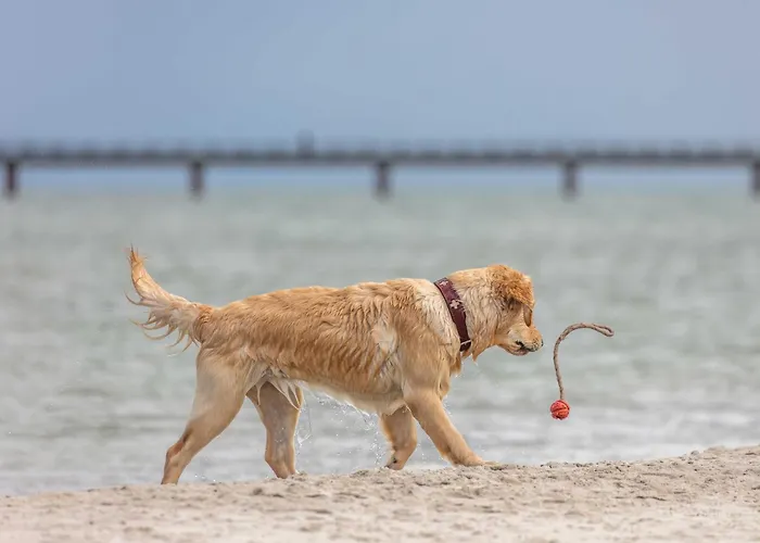 Seepferdchen An Der Seebruecke Zingst